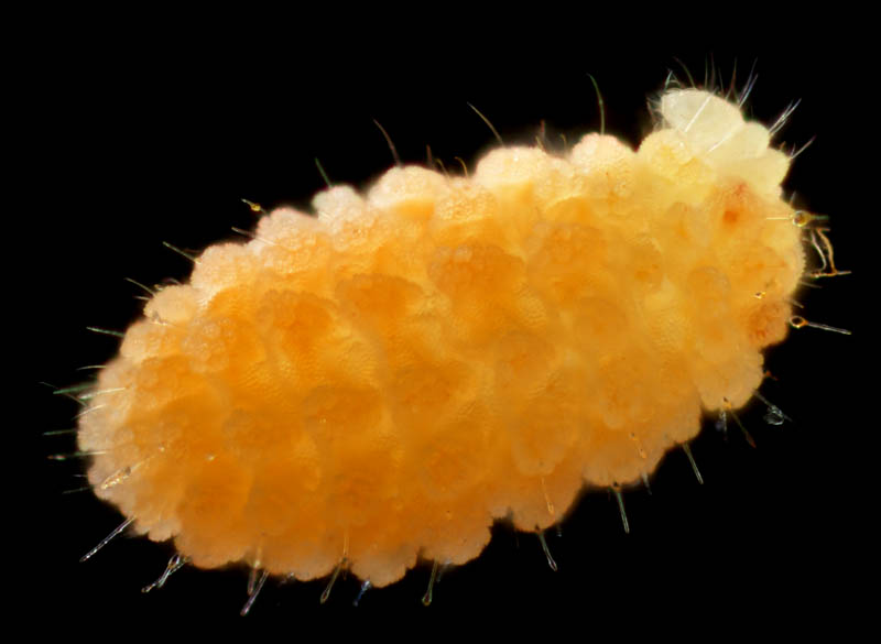 イボトビムシ科の1種 （Neanuridae gen. sp.) 