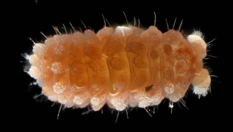 イボトビムシ科の1種 （Neanuridae gen. sp.) 