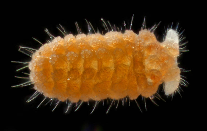 イボトビムシ科の1種 （Neanuridae gen. sp.) 