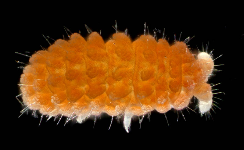 イボトビムシ科の1種 （Neanuridae gen. sp.) 