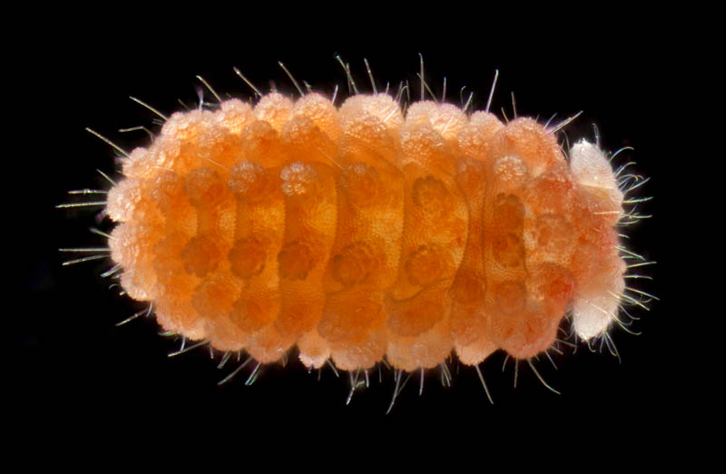 イボトビムシ科の1種 （Neanuridae gen. sp.) 