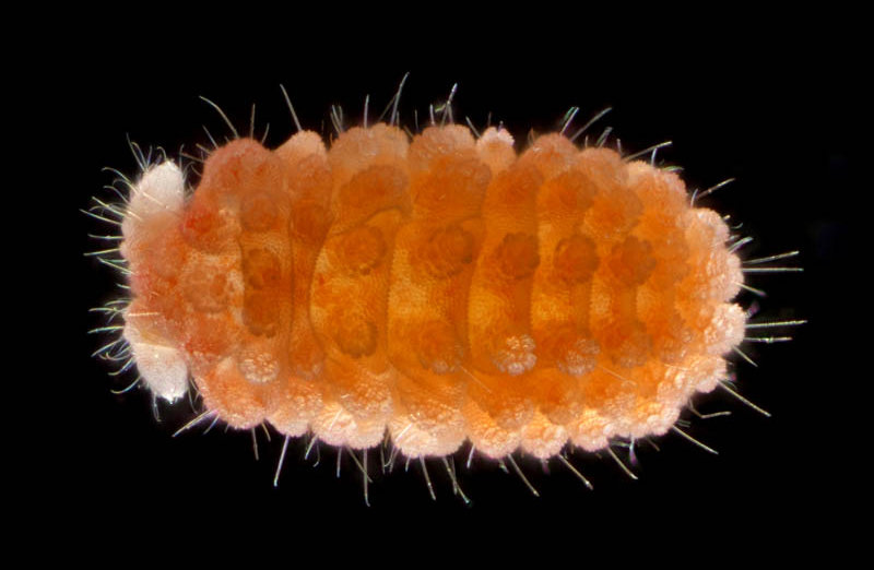 イボトビムシ科の1種 （Neanuridae gen. sp.) 