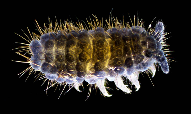 イボトビムシ科の1種 （Neanuridae gen. sp.) 