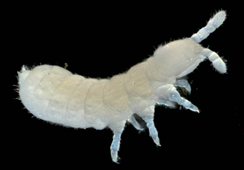 シロトビムシ科の１種 （Onychiuridae gen. sp.）
