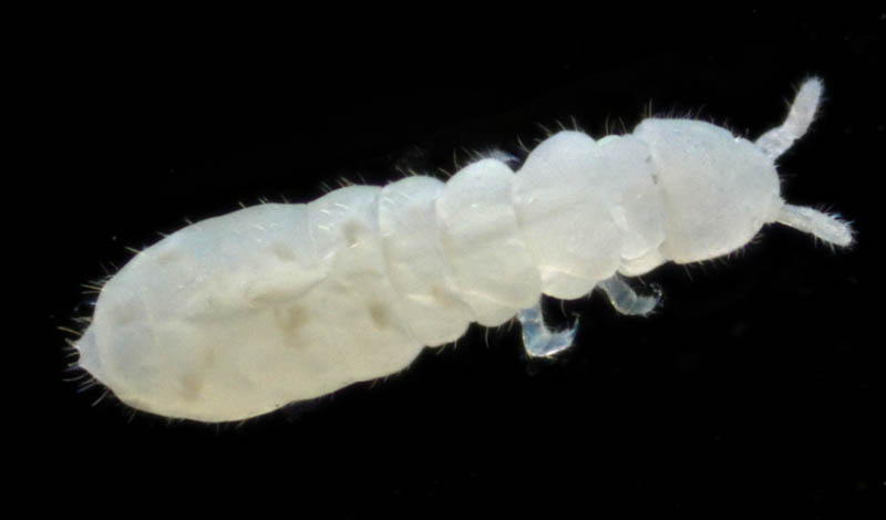 シロトビムシ科の１種 （Onychiuridae gen. sp.）