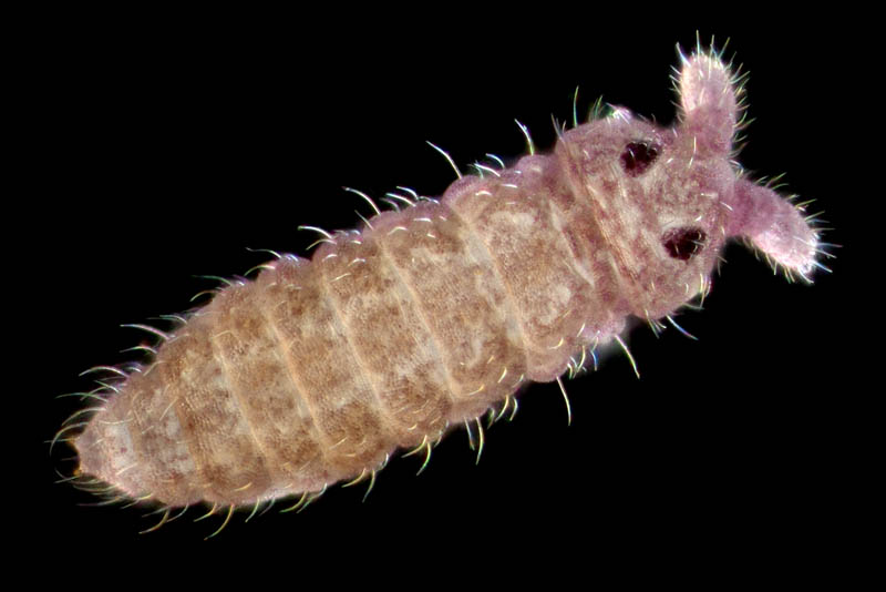 ムラサキトビムシ科の１種 （Hypogastruridae gen. sp.）