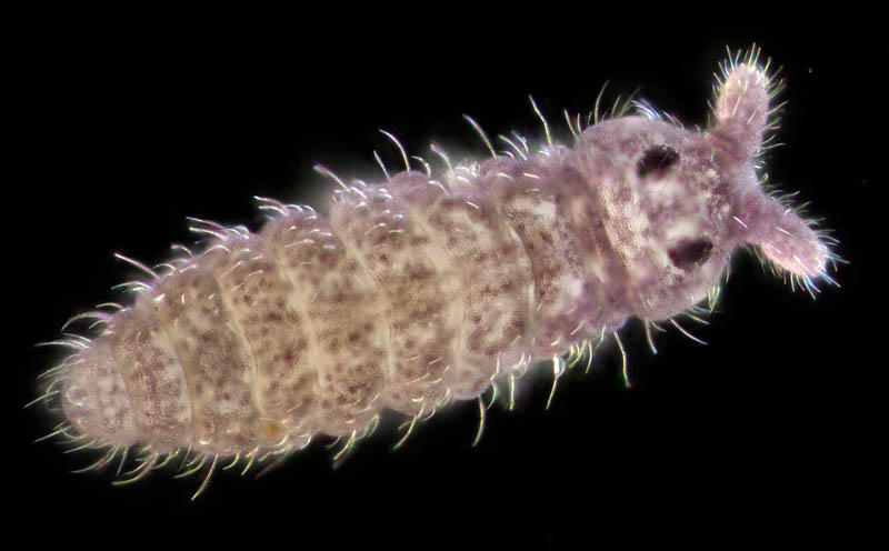 ムラサキトビムシ科の１種 （Hypogastruridae gen. sp.）