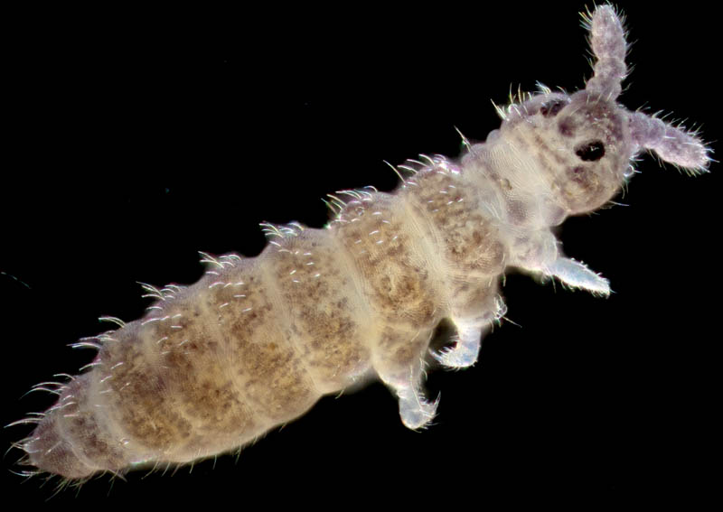 ムラサキトビムシ科の１種 （Hypogastruridae gen. sp.）