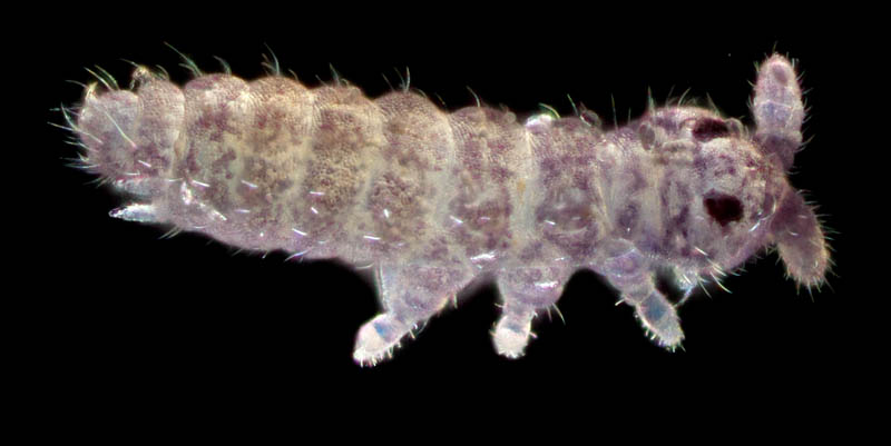 ムラサキトビムシ科の１種 （Hypogastruridae gen. sp.）