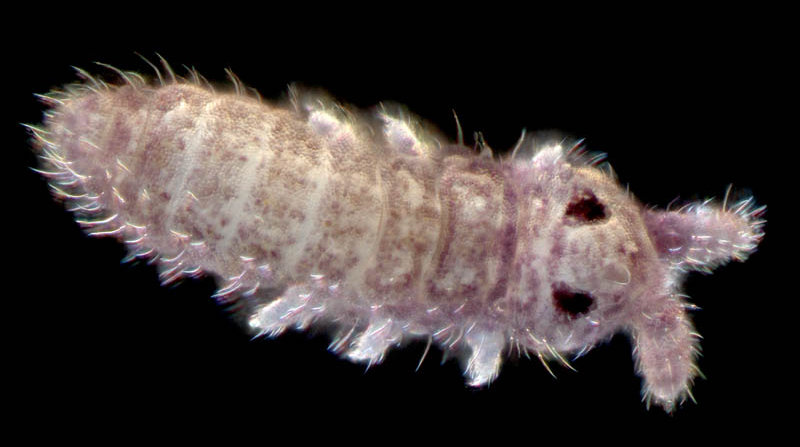 ムラサキトビムシ科の１種 （Hypogastruridae gen. sp.）