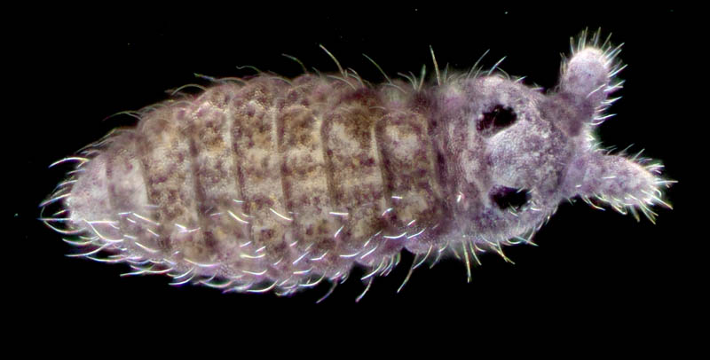 ムラサキトビムシ科の１種 （Hypogastruridae gen. sp.）