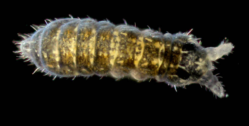 ムラサキトビムシ科の１種 （Hypogastruridae gen. sp.）