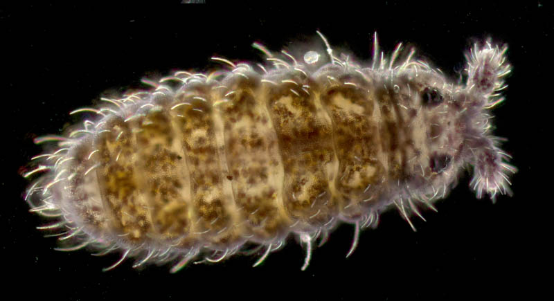 ムラサキトビムシ科の１種 （Hypogastruridae gen. sp.）