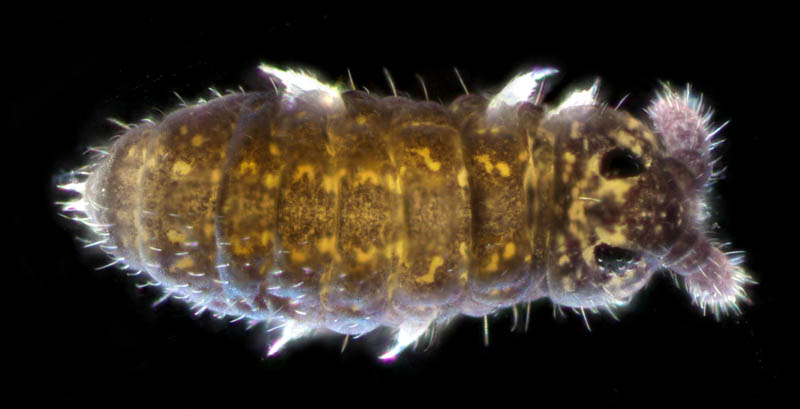 ムラサキトビムシ科の１種 （Hypogastruridae gen. sp.）