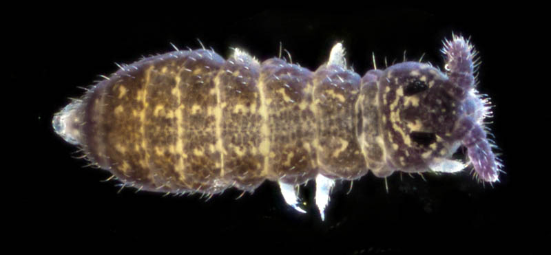 ムラサキトビムシ科の１種 （Hypogastruridae gen. sp.）