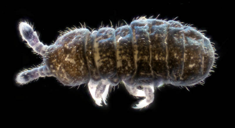 ムラサキトビムシ科の１種 （Hypogastruridae gen. sp.）