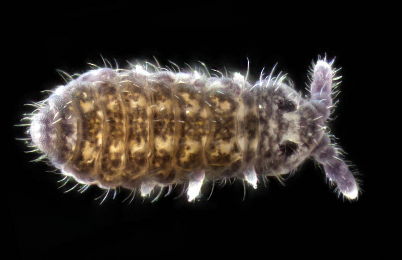 ムラサキトビムシ科の１種 （Hypogastruridae gen. sp.）