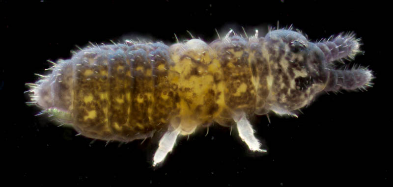 ムラサキトビムシ科の１種 （Hypogastruridae gen. sp.）