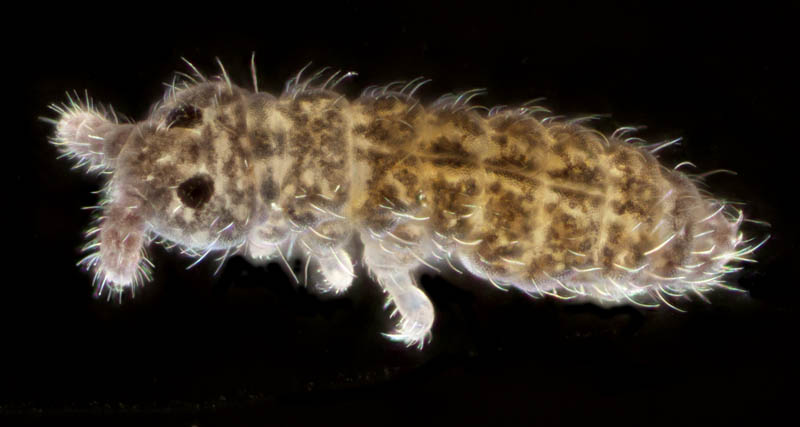 ムラサキトビムシ科の１種 （Hypogastruridae gen. sp.）