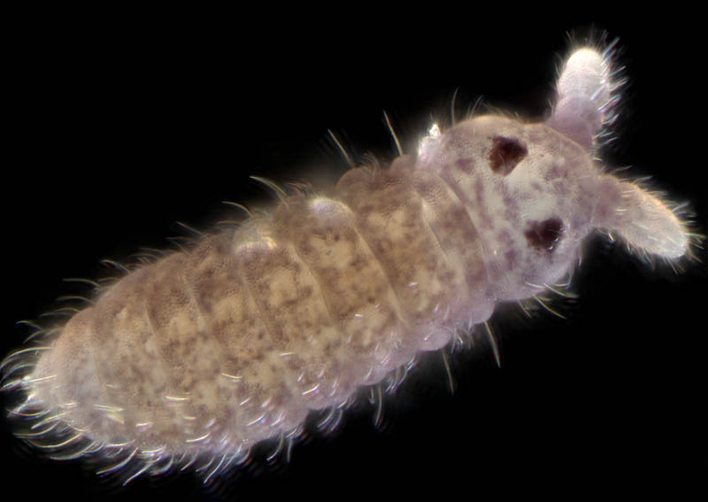 ムラサキトビムシ科の１種 （Hypogastruridae gen. sp.）