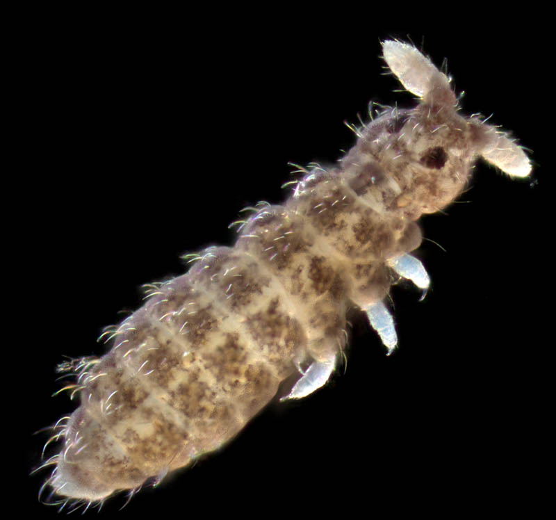 ムラサキトビムシ科の１種 （Hypogastruridae gen. sp.）