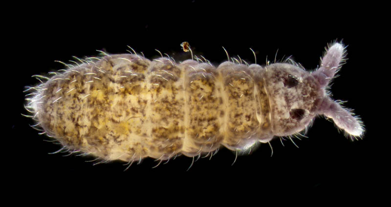 ムラサキトビムシ科の１種 （Hypogastruridae gen. sp.）