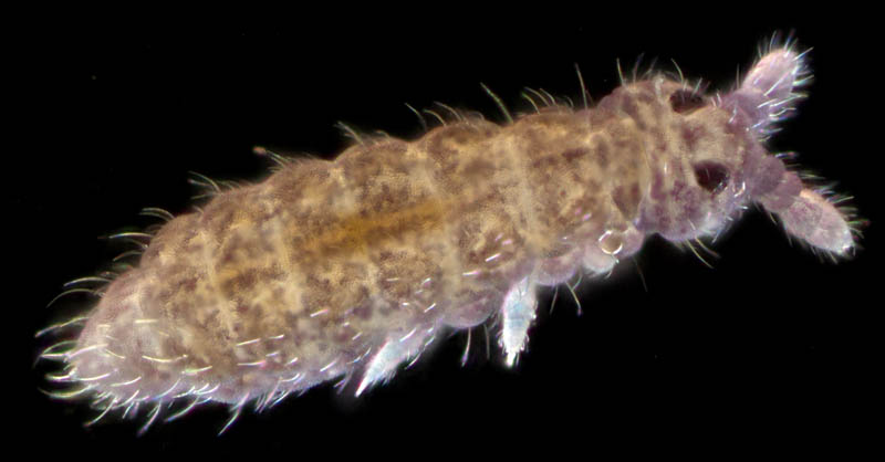 ムラサキトビムシ科の１種 （Hypogastruridae gen. sp.）