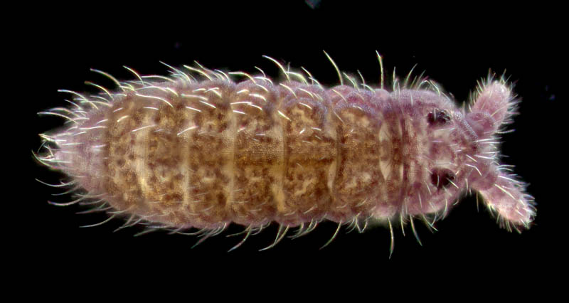 ムラサキトビムシ科の１種 （Hypogastruridae gen. sp.）