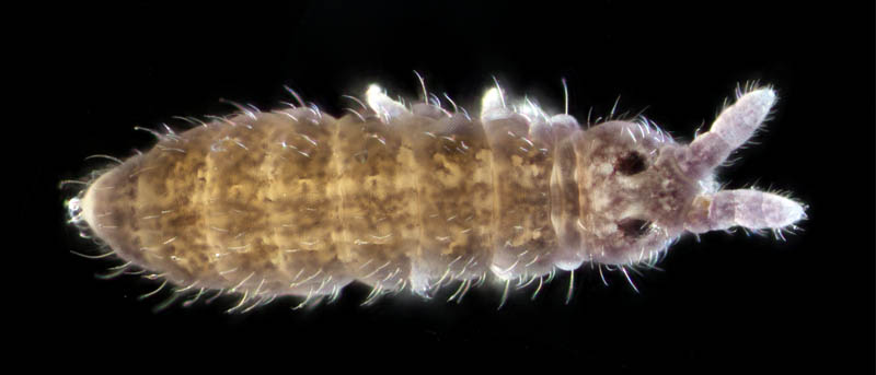 ムラサキトビムシ科の１種 （Hypogastruridae gen. sp.）