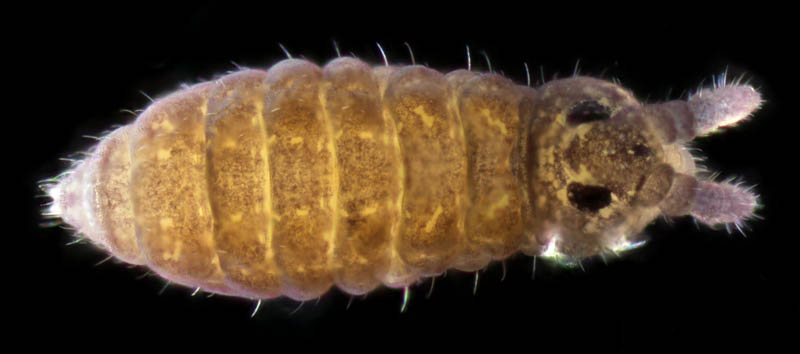 ムラサキトビムシ科の１種 （Hypogastruridae gen. sp.）