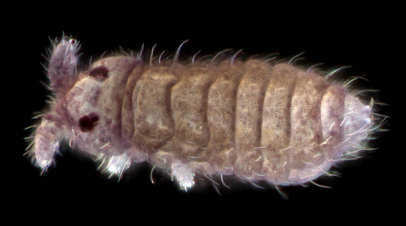 ムラサキトビムシ科の１種 （Hypogastruridae gen. sp.）