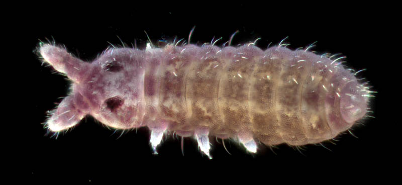 ムラサキトビムシ科の１種 （Hypogastruridae gen. sp.）