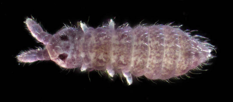 ムラサキトビムシ科の１種 （Hypogastruridae gen. sp.）