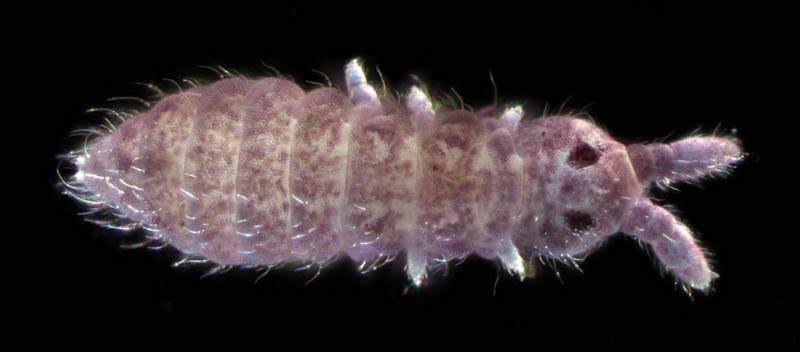 ムラサキトビムシ科の１種 （Hypogastruridae gen. sp.）