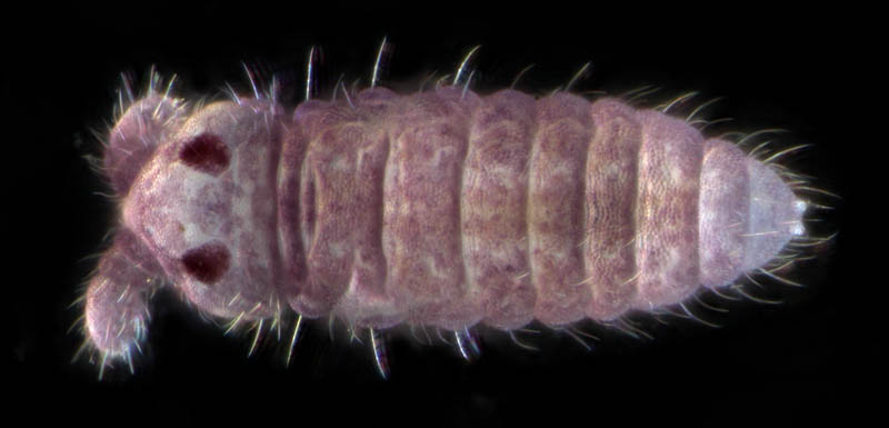 ムラサキトビムシ科の１種 （Hypogastruridae gen. sp.）