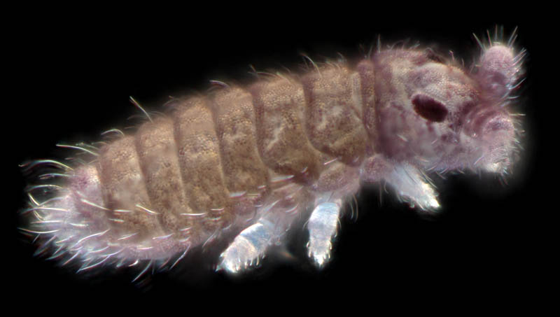 ムラサキトビムシ科の１種 （Hypogastruridae gen. sp.）