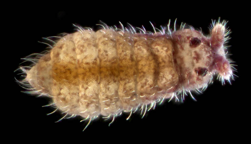 ムラサキトビムシ科の１種 （Hypogastruridae gen. sp.）