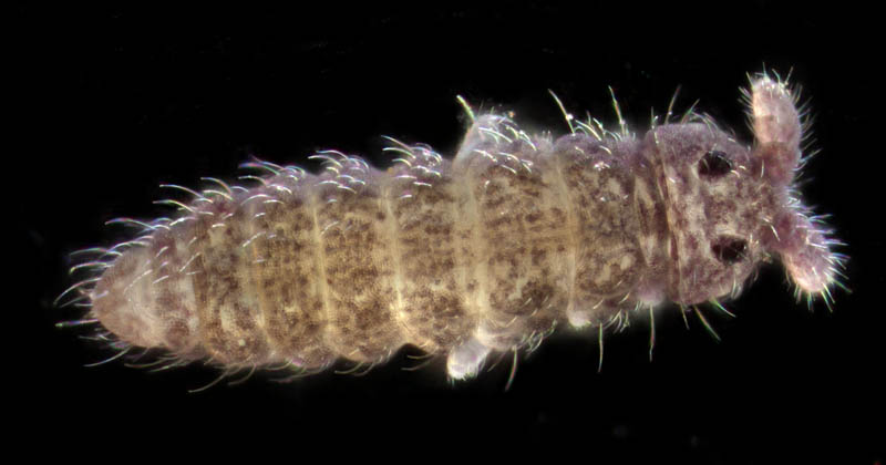 ムラサキトビムシ科の１種 （Hypogastruridae gen. sp.）