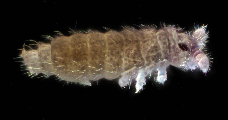 ムラサキトビムシ科の１種 （Hypogastruridae gen. sp.）