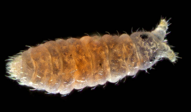 ムラサキトビムシ科の１種 （Hypogastruridae gen. sp.）