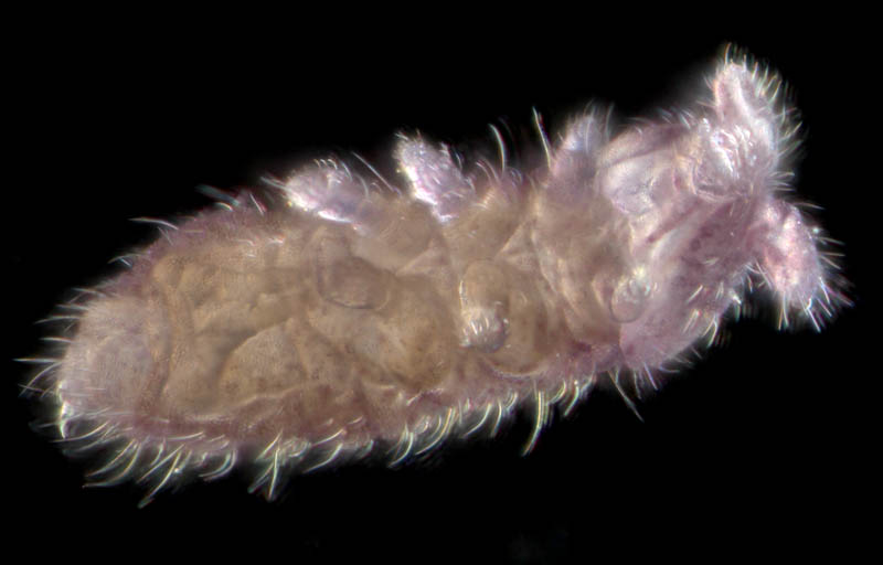 ムラサキトビムシ科の１種 （Hypogastruridae gen. sp.）