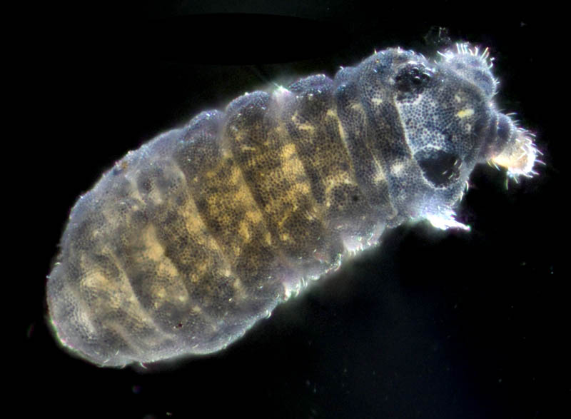 ムラサキトビムシ科の１種 （Hypogastruridae gen. sp.）