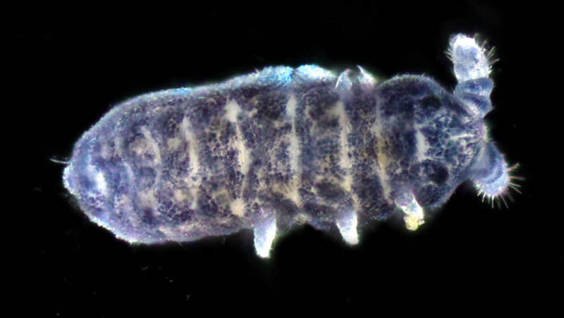 ムラサキトビムシ科の１種 （Hypogastruridae gen. sp.）