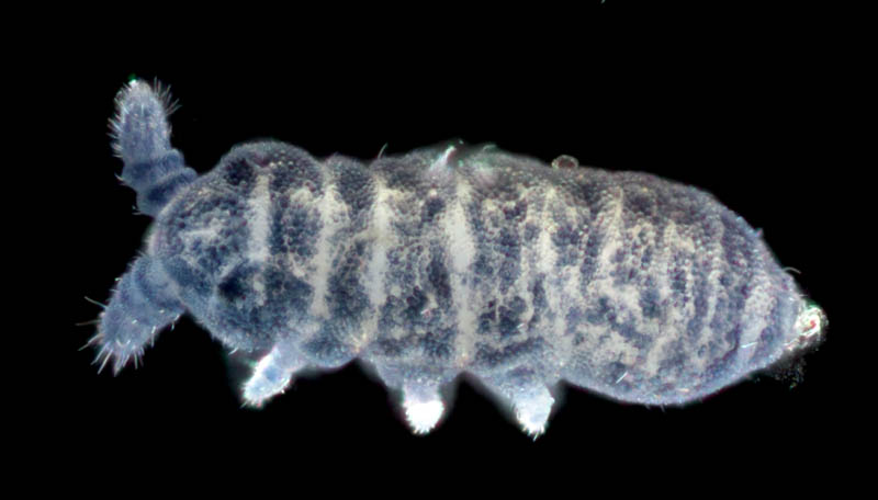 ムラサキトビムシ科の１種 （Hypogastruridae gen. sp.）