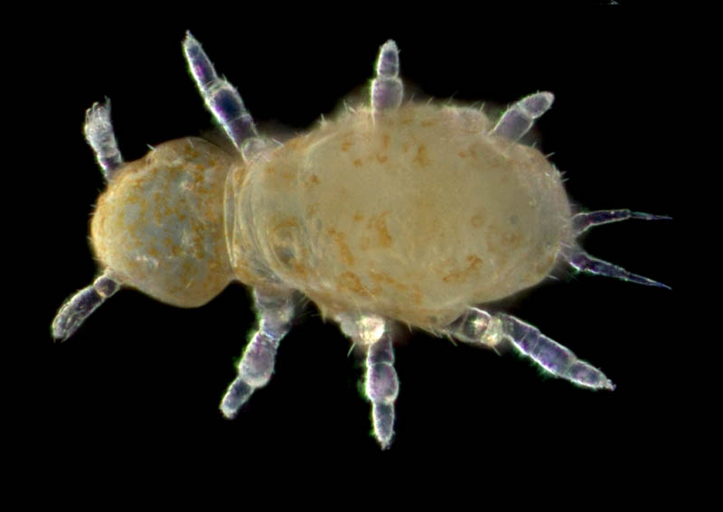 ミジントビムシ科の１種（Neelidae gen. sp.）