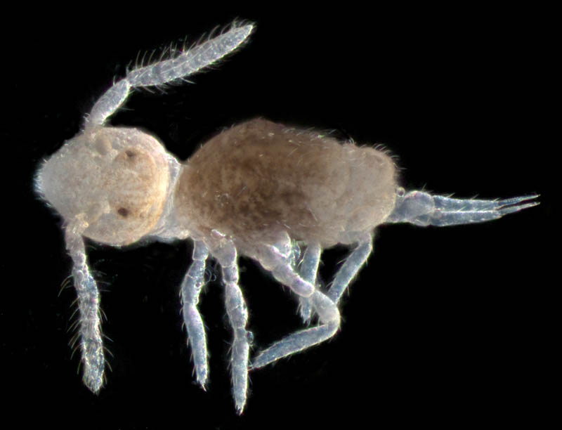 マルトビムシ亜目の１種（Symphypleona gen. sp.）