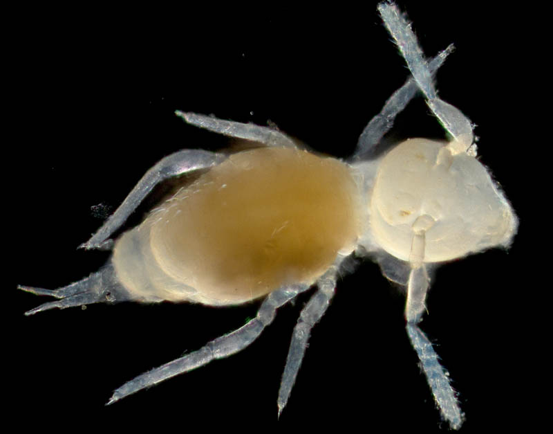 マルトビムシ亜目の１種（Symphypleona gen. sp.）