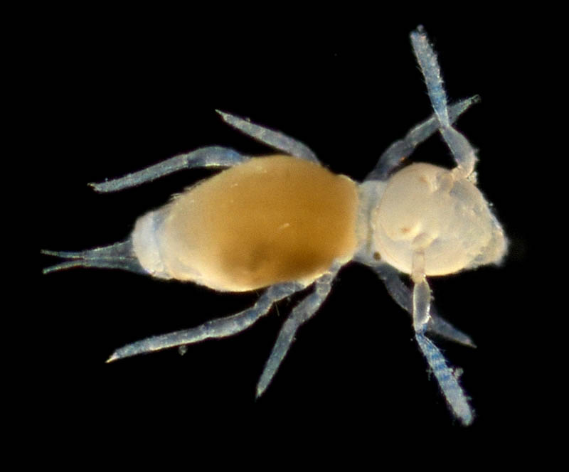 マルトビムシ亜目の１種（Symphypleona gen. sp.）