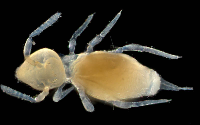 マルトビムシ亜目の１種（Symphypleona gen. sp.）