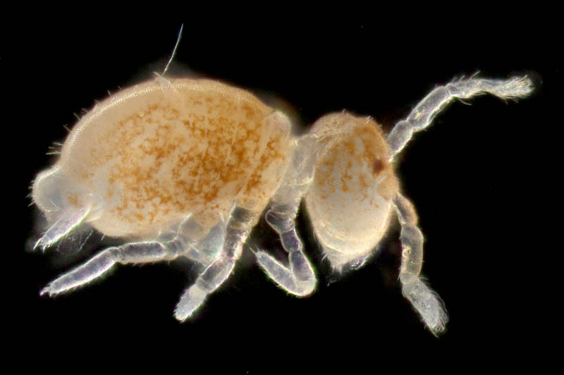 マルトビムシ亜目の１種（Symphypleona gen. sp.）